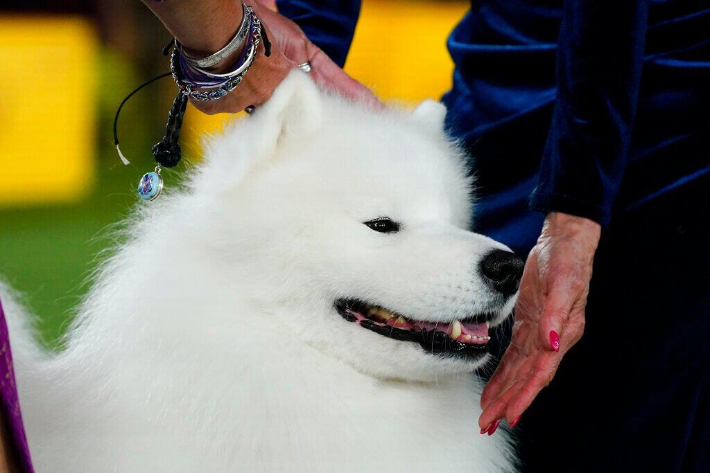 Westminster Dog Show